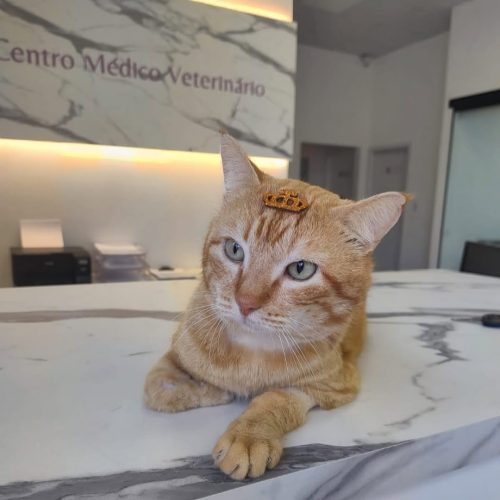 Nem parece o mesmo Chamego de quando chegou! 😻 É gratificante acompanhar sua evolução e ver que